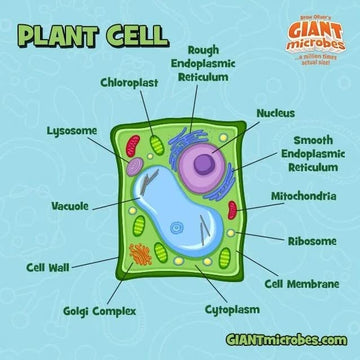 GIANT MICROBES Plant Cell Plush, Plant Cell Model, Anatomy Model, Plant Plush Toy, Cell Biology, Physiology, Biology Classroom Decor, Plant Anatomy