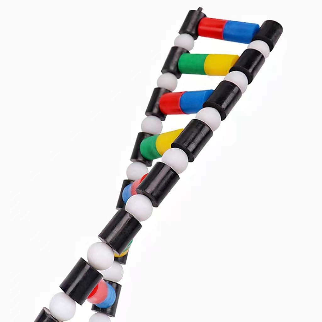 Mitoltpoci DNA Model Double Helix Structure Model for Adults, Biology Education, Easy to Assemble and Disassemble