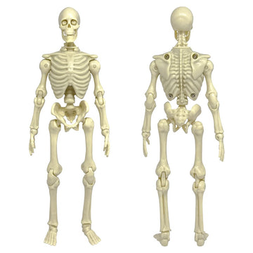 Figures Toy Company Super Articulated 8 Inch Skeleton Action Figure