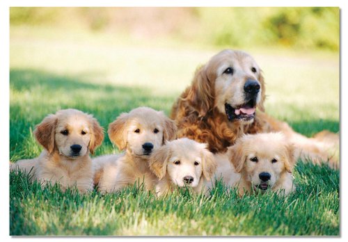 0100 pc Golden Retriever w/Puppies Cardboard Jigsa Case Pack 2 0100 pc Golden Retriever w/Puppies C