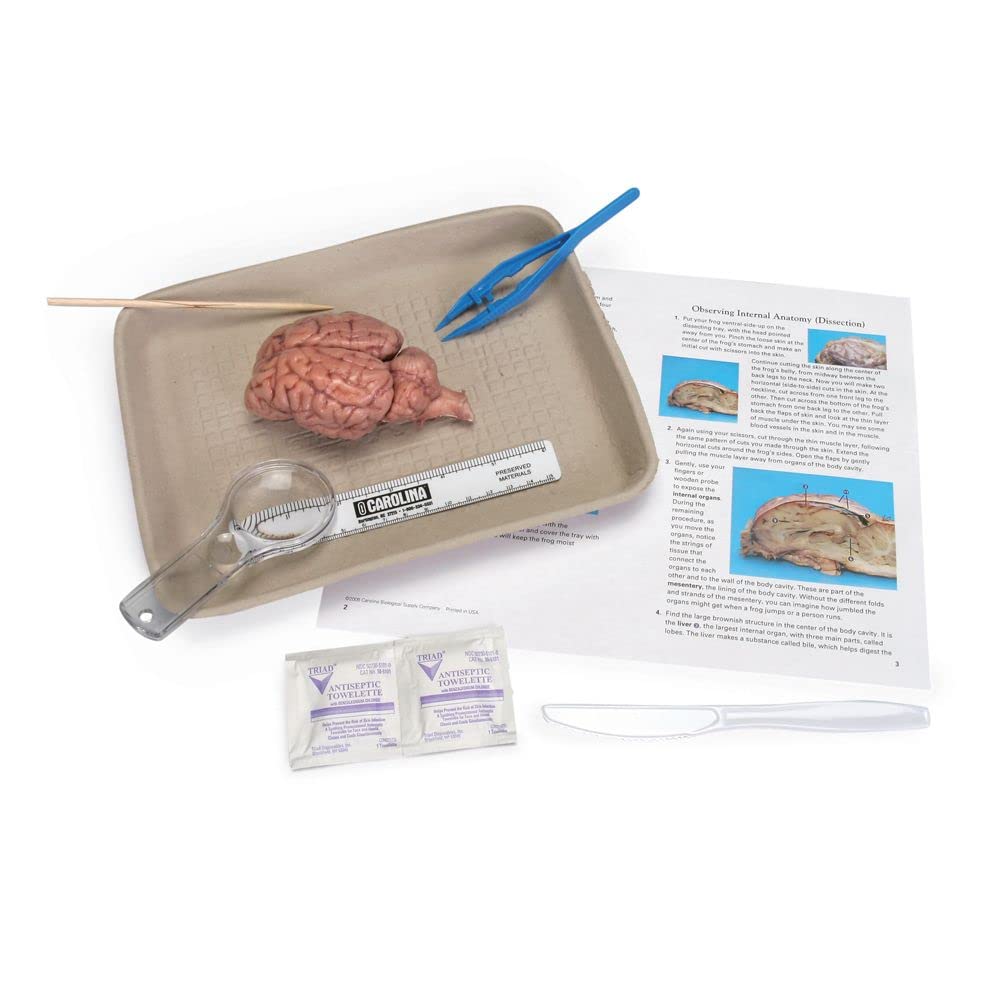 Carolina Sheep Brain Dissection Kit - Complete Anatomy Learning Set | Step-by-Step Guides, Tools, and Digital Resources | Ideal for Classroom