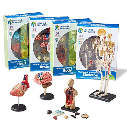 Learning Resources Anatomy Models Bundle Set - Skeleton and Physiology, Human Body Model , Science Classroom Must Haves, Biology Teacher Supplies