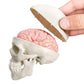 2026 New Human Skull Model,3 Part With 2-Part Human Brain;Half Life Size Skull with Brain;Human Head With Brain for Medical Teaching Learning, Art