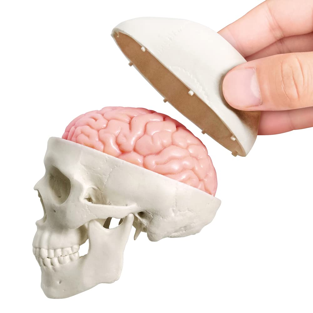 2026 New Human Skull Model,3 Part With 2-Part Human Brain;Half Life Size Skull with Brain;Human Head With Brain for Medical Teaching Learning, Art
