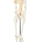 Axis Scientific Mini Human Skeleton Model with Metal Stand