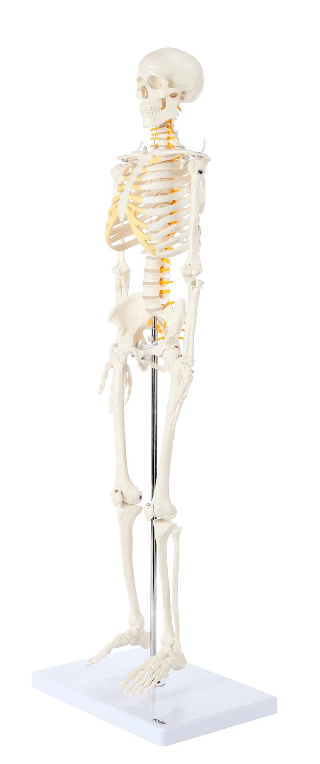 Axis Scientific Mini Human Skeleton Model with Metal Stand