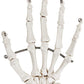 Axis Scientific Skeletal Hand, Left