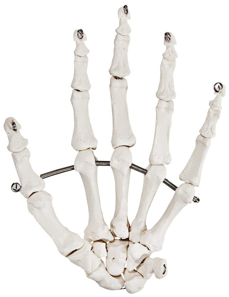 Axis Scientific Skeletal Hand, Left