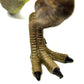 Ailejia Big Allosaurus Jurassic Dinosaurs Toys Solid Educational Dinosaurs Park Model for Children Gift Dinosaur (Allosaurus)