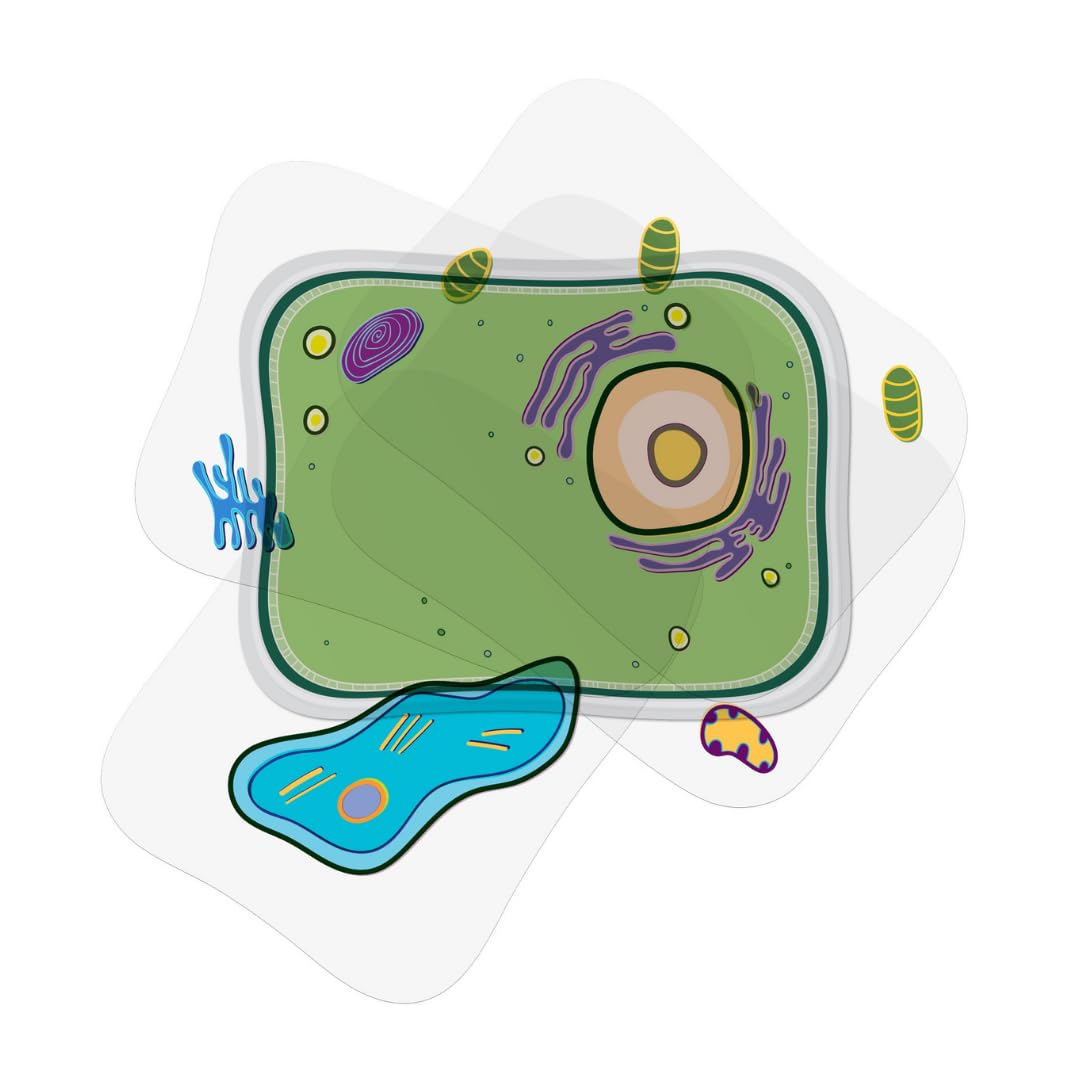 Roylco Plant Cell Model - Back to School STEM Kit for Kids, Transparent Plant Cell Building Set for Classroom Life Science Lessons & Hands-On Biology