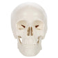Axis Scientific 3.5" Miniature 3-Part Human Skull Model