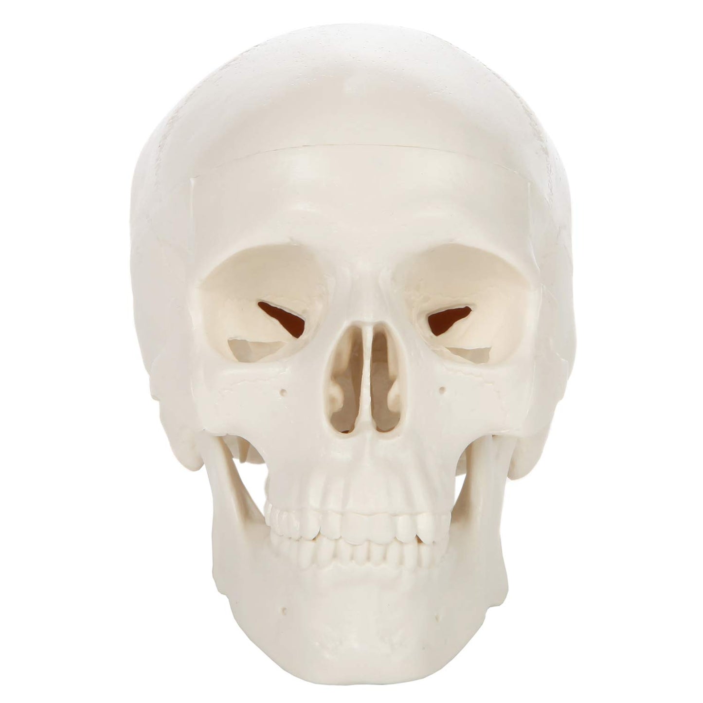 Axis Scientific 3.5" Miniature 3-Part Human Skull Model