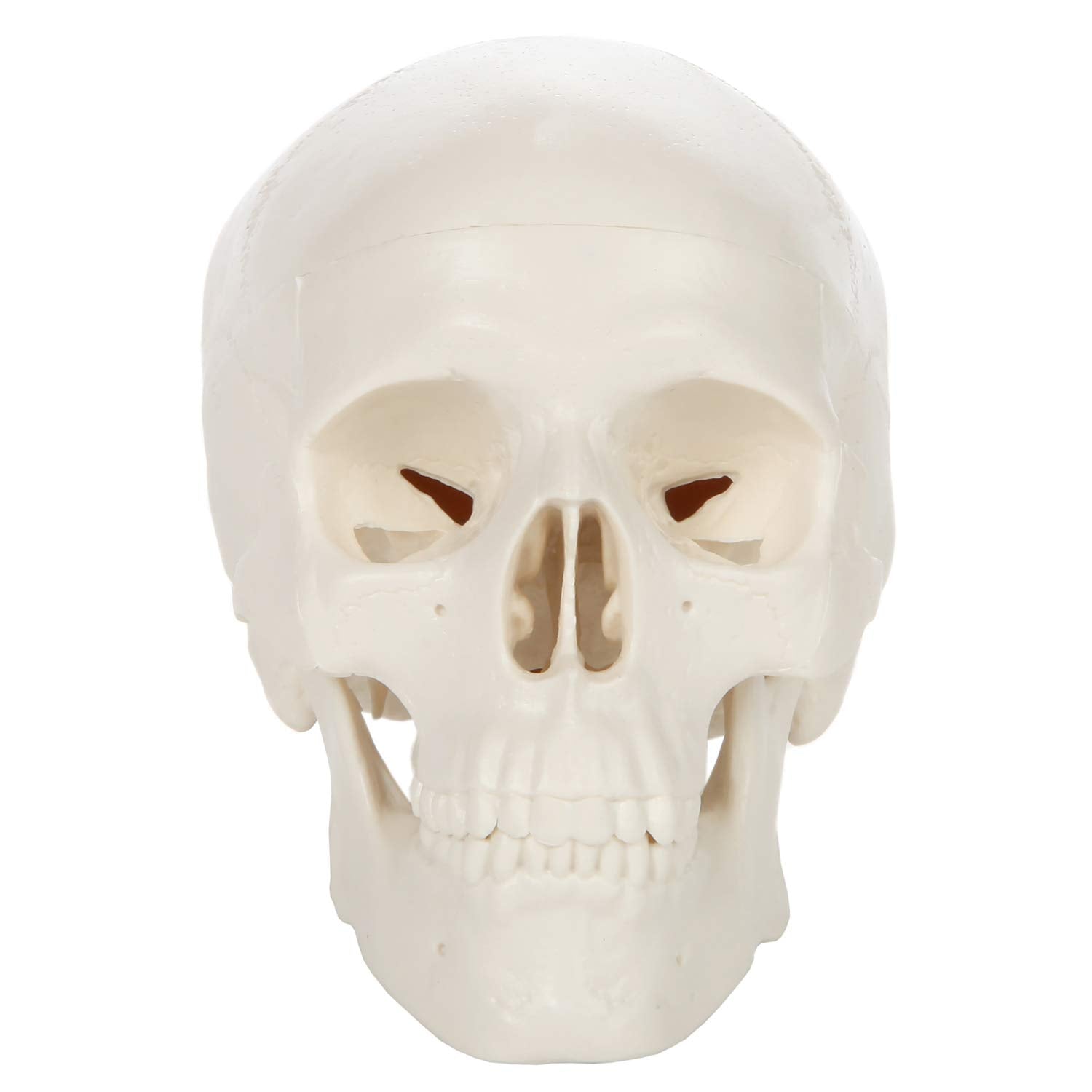 Axis Scientific 3.5" Miniature 3-Part Human Skull Model