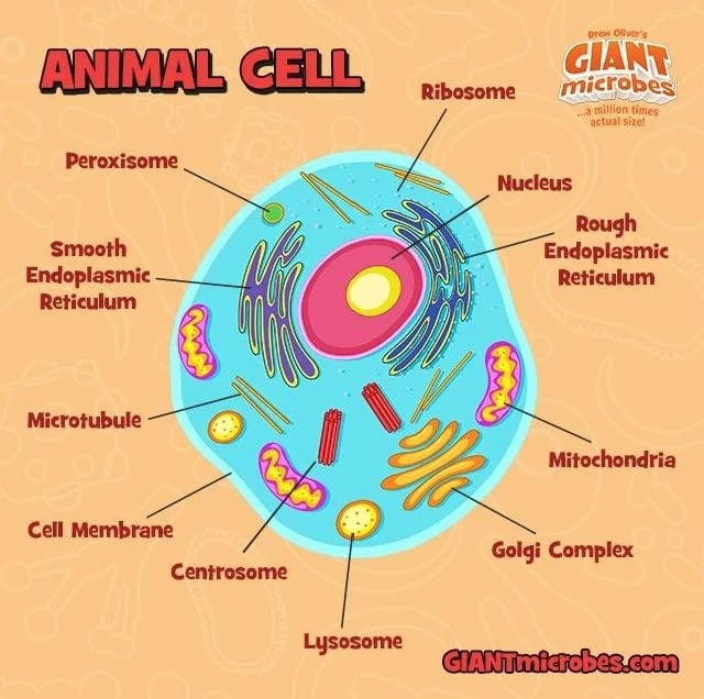 GIANT MICROBES Animal Cell Plush, Animal Cell Model, Biology Model, Biology Gifts, Science Classroom Decor, Science Teacher Gifts, Cell Biology