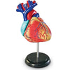 Learning Resources Human Heart Model, Anatomy and Science Classroom Must Haves, Body Model, STEM Study Tools, Back to School Kits, Homeschool Gifts