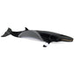 Safari Ltd. Minke Whale Figurine - Hand-Painted, Lifelike 7" Model Figure - Educational Sea Life Toy for Boys, Girls & Kids Ages 3+