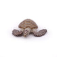 Papo - Realistic Loggerhead Sea Turtle Figure - Ages 3+ - Marine Life Collection - Educational Play Marine Animals - Gift Idea Toy for Girls and Boys