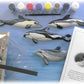 Eyewitness Kit Dolphin