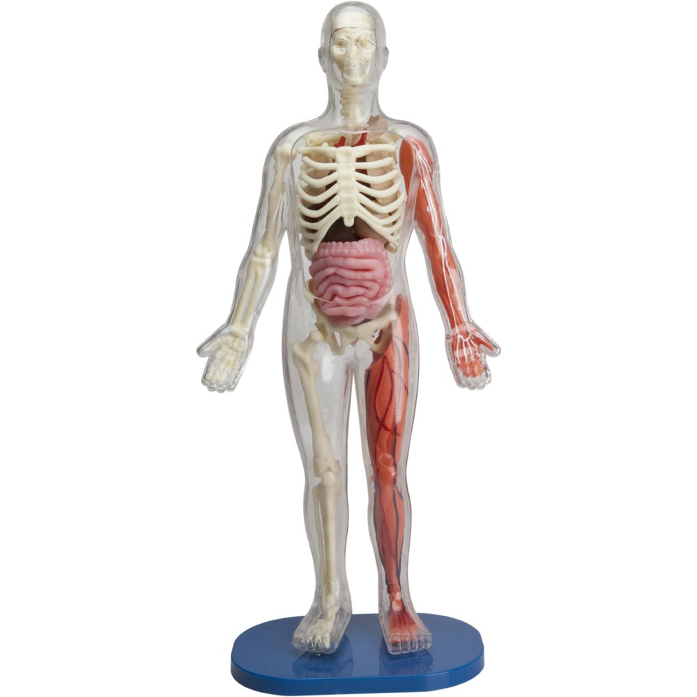 SMARTLAB Toys Totally Squishy from Head-to-Toe - 60 Pieces - 36 Removable Parts - 12" Human Body Model & Stand - 24-Page Illustrated Book - Includes