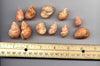 Bulk Fossils - Pink Gastropods - 1 lb - 40+ Pieces from DINOSAURS ROCK®