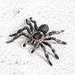 FLORMOON Realistic Animal Figures - Spider Action Model Lifelike Insect Toy Figures - Educational Learning Toys Birthday Set for Boys Girls Kids