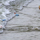 Surfer Dudes Classics Wave Powered Mini-Surfer and Surfboard Toy - Sumatra Sam