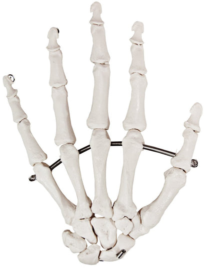 Axis Scientific Skeletal Hand, Left