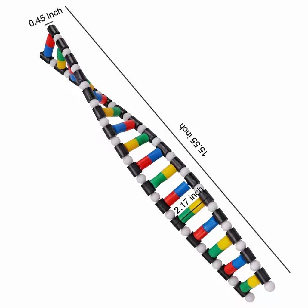 Mitoltpoci DNA Model Double Helix Structure Model for Adults, Biology Education, Easy to Assemble and Disassemble