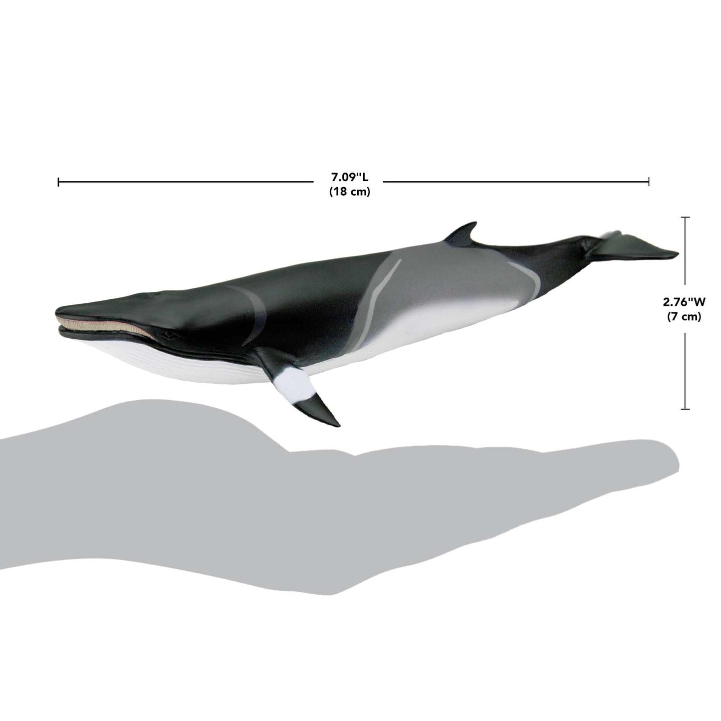 Safari Ltd. Minke Whale Figurine - Hand-Painted, Lifelike 7" Model Figure - Educational Sea Life Toy for Boys, Girls & Kids Ages 3+