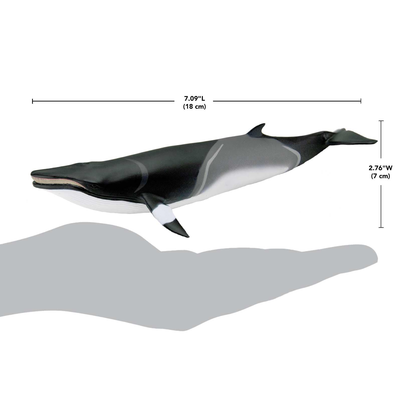 Safari Ltd. Minke Whale Figurine - Hand-Painted, Lifelike 7" Model Figure - Educational Sea Life Toy for Boys, Girls & Kids Ages 3+