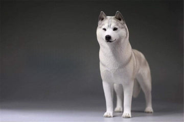 Lana Toys 1:6 Scale Siberian Husky Dog Pet Figure Puppy Animal Model Resin Decoration Gift (Light Gray)