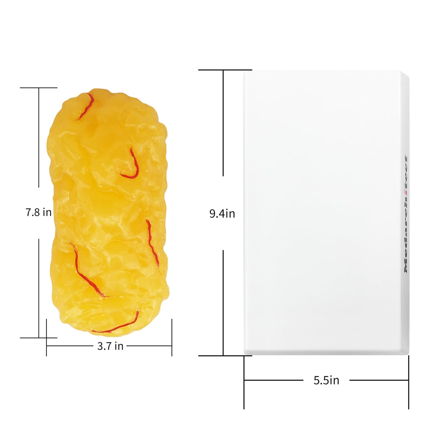 Authentic Human Body Fat Replica with Red Veins - 1 lb, Keep Fit & Weight Loss Motivation & Reminder, Human Fatty Tissue Demonstration Model