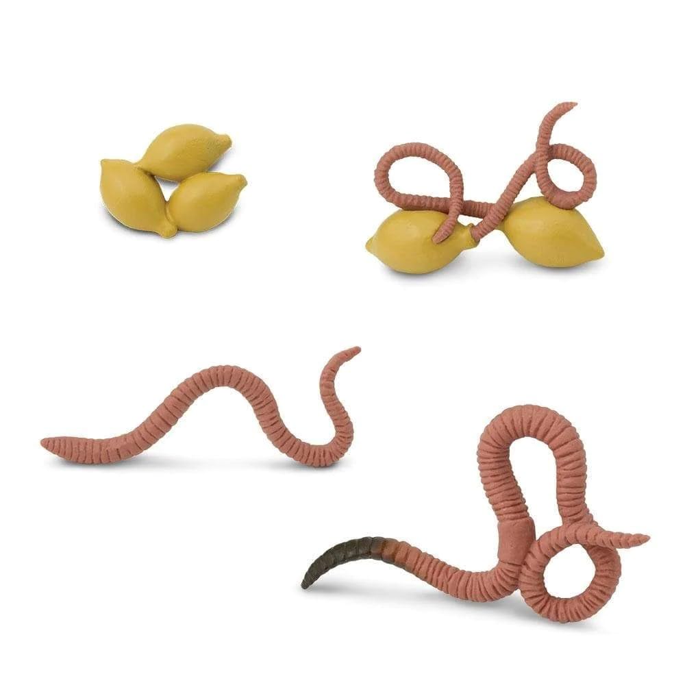 Safari Ltd. Life Cycle of a Worm Set - Miniature Educational Figurines - Realistic and Detailed Toy Collection for Boys, Girls & Kids Age 4+
