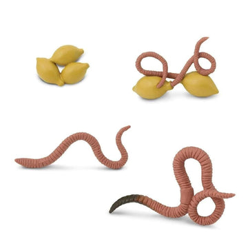Safari Ltd. Life Cycle of a Worm Set - Miniature Educational Figurines - Realistic and Detailed Toy Collection for Boys, Girls & Kids Age 4+