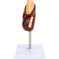 QWORK Life-Size Human Kidney Model, Educational Anatomy Replica Two-Part Structure Teaching Tool for Classroom and Biology Study
