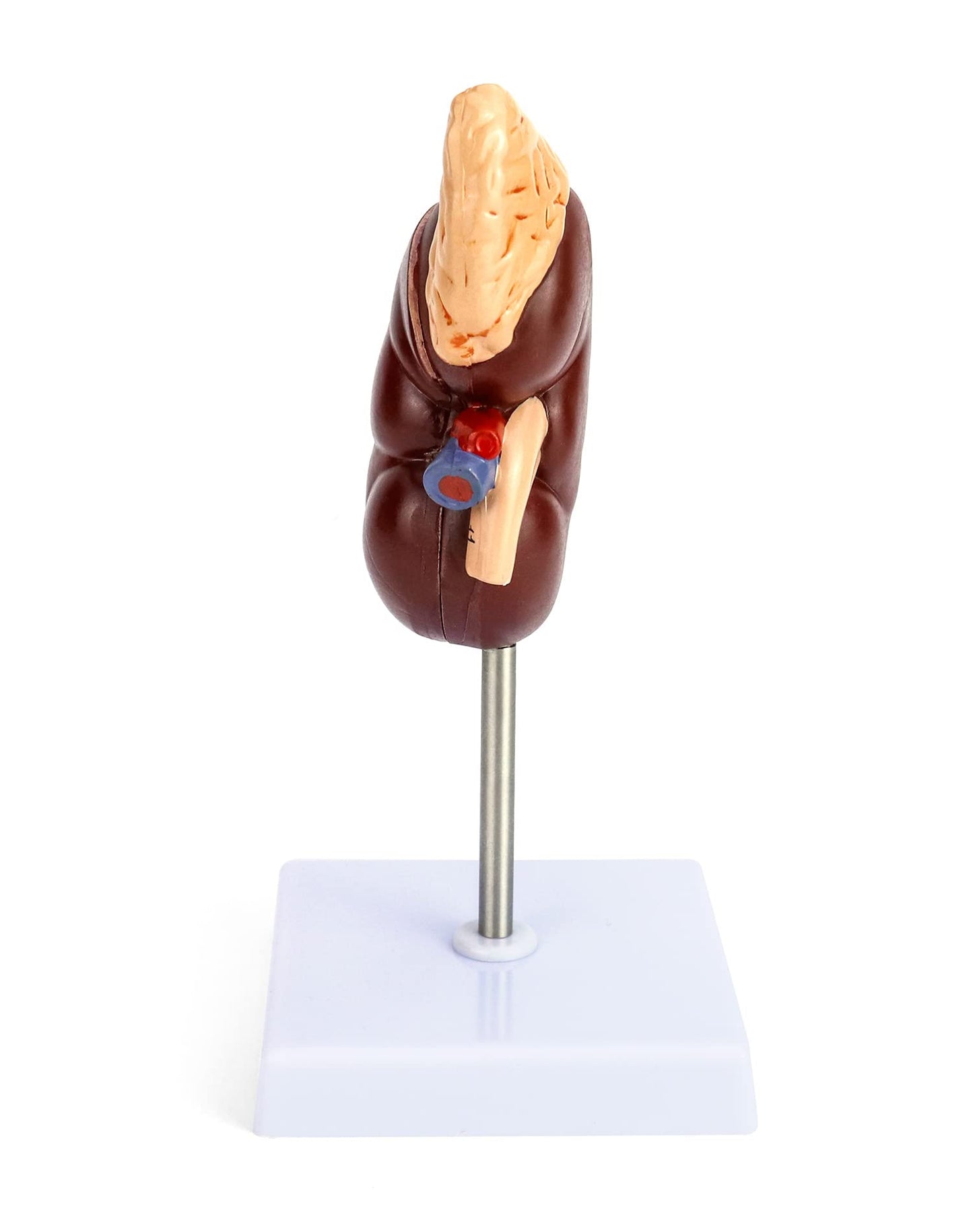 QWORK Life-Size Human Kidney Model, Educational Anatomy Replica Two-Part Structure Teaching Tool for Classroom and Biology Study