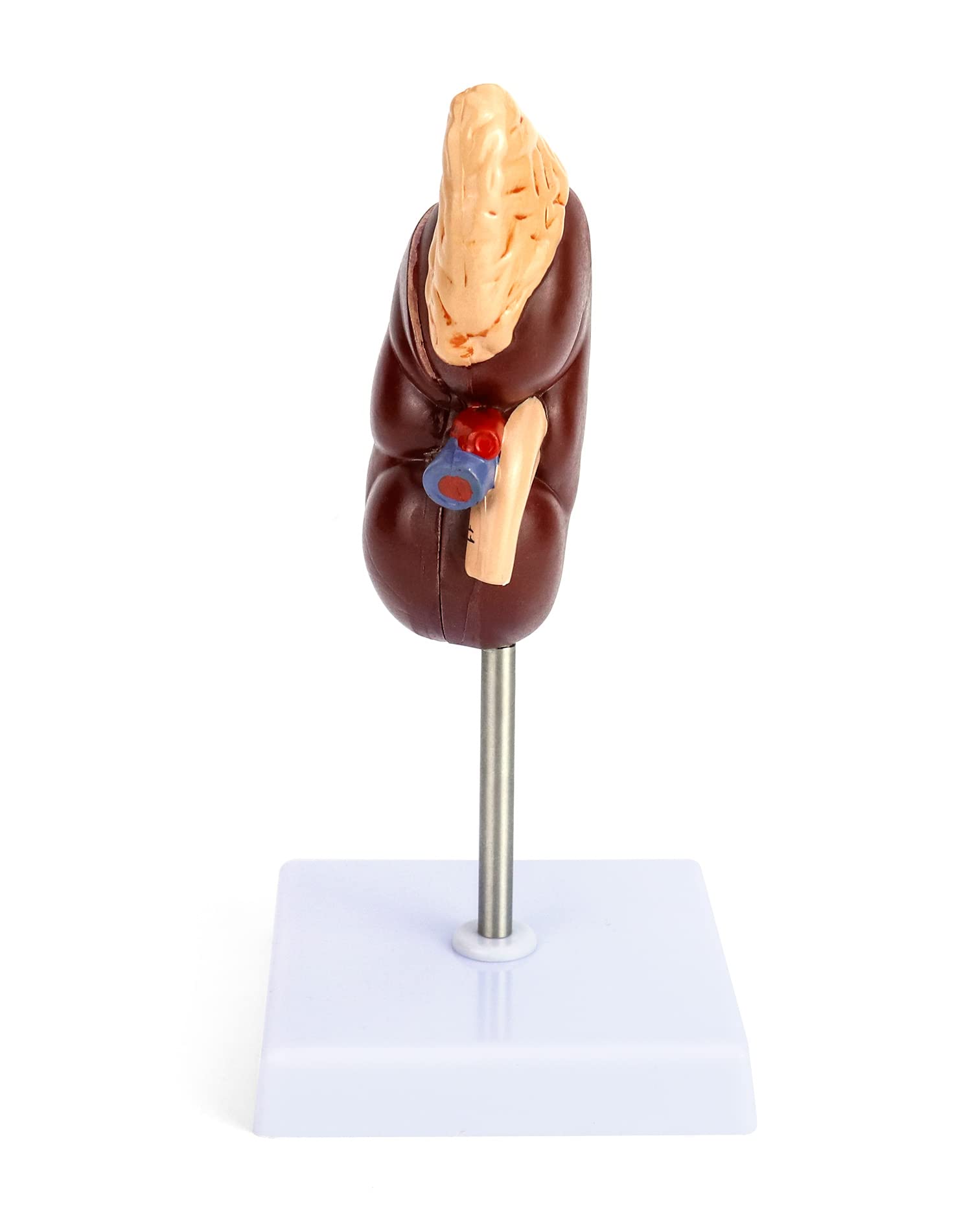 QWORK Life-Size Human Kidney Model, Educational Anatomy Replica Two-Part Structure Teaching Tool for Classroom and Biology Study