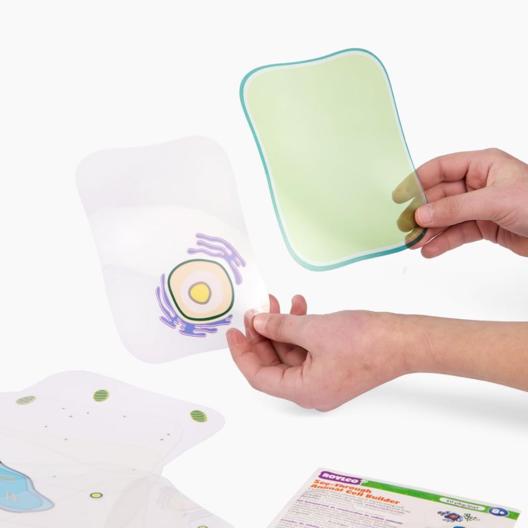 Roylco Plant Cell Model - Back to School STEM Kit for Kids, Transparent Plant Cell Building Set for Classroom Life Science Lessons & Hands-On Biology