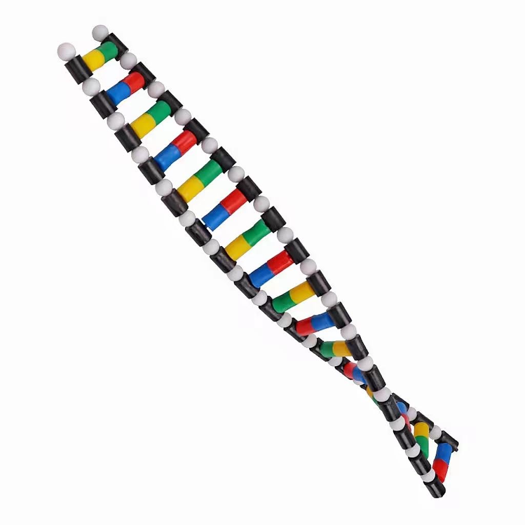 Mitoltpoci DNA Model Double Helix Structure Model for Adults, Biology Education, Easy to Assemble and Disassemble