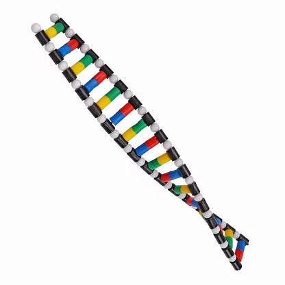 Mitoltpoci DNA Model Double Helix Structure Model for Adults, Biology Education, Easy to Assemble and Disassemble