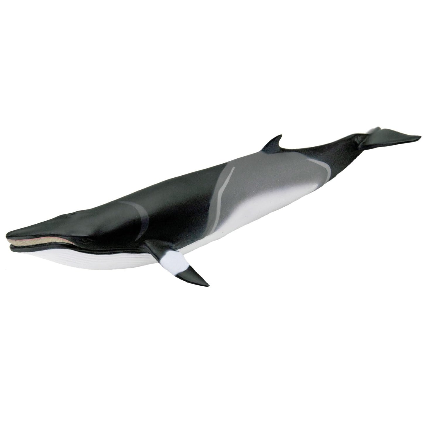 Safari Ltd. Minke Whale Figurine - Hand-Painted, Lifelike 7" Model Figure - Educational Sea Life Toy for Boys, Girls & Kids Ages 3+