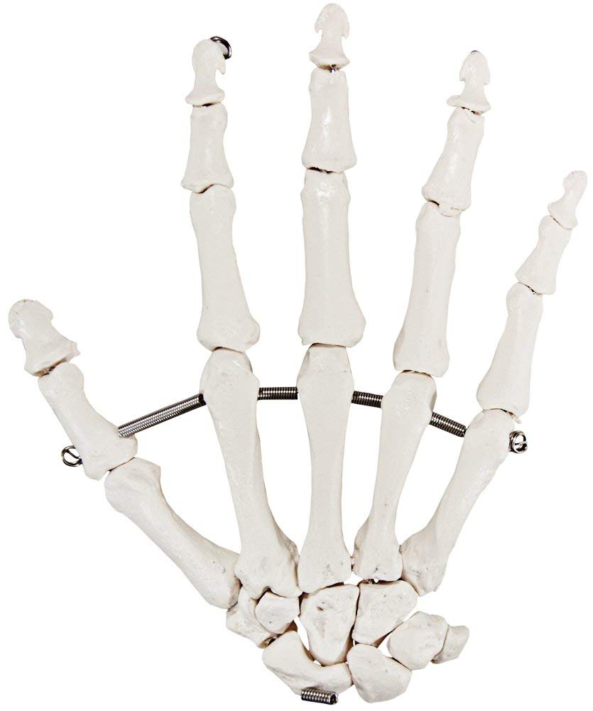 Axis Scientific Skeletal Hand, Right