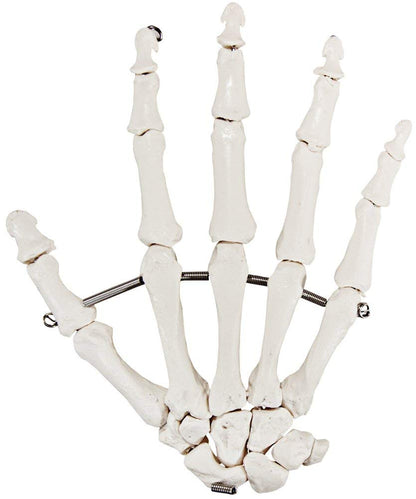 Axis Scientific Skeletal Hand, Right
