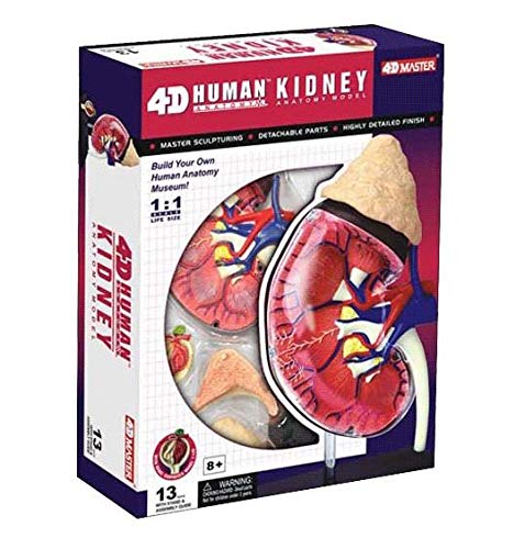 4D Master Human Anatomy Kidney Model Kit, One Color