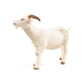 Papo - Realistic White Goat Figure - Ages 3+ - Farm Life Collection - Educational Play Farm Animals - Gift Idea Toy for Girls and Boys
