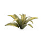 Deer Fern