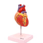 Axis Scientific Life-Size Human Heart Model