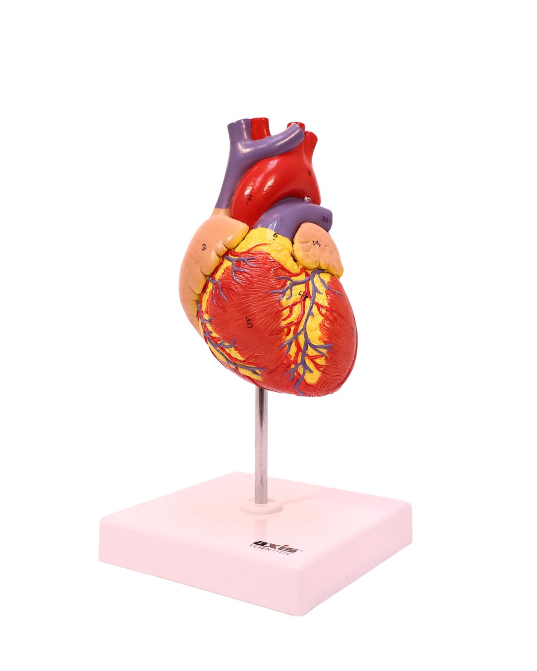 Axis Scientific Life-Size Human Heart Model
