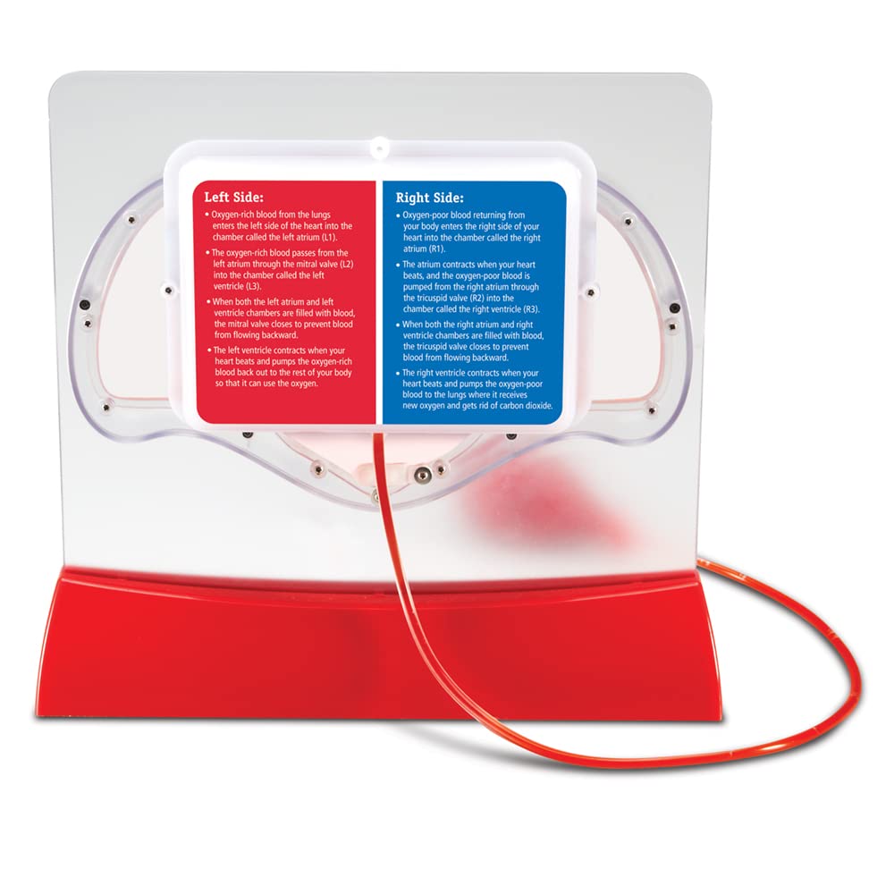 Learning Resources Pumping Heart Model - Science Classroom Must Haves, STEM Student Essentials, Practice Anatomy, Cardiology Artery and Veins Study