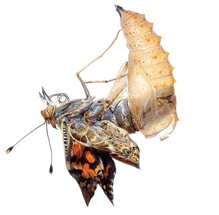 Insect Lore Two Cups of Live Caterpillars | Painted Lady Butterflies | Includes 2 Chrysalis Holding Logs | 10 Live Baby Caterpillars | Refill